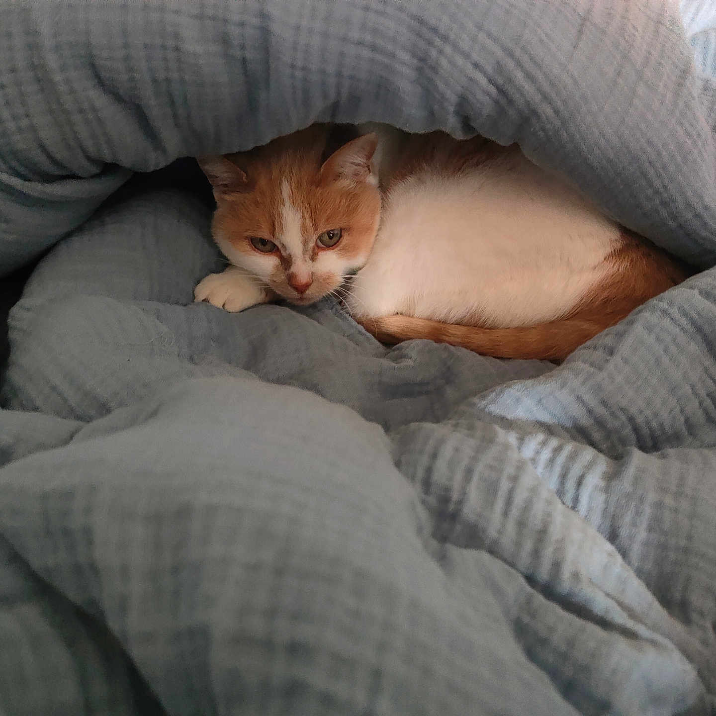Kebab participe au concours pour gagner de l'argent avec cette photo : animal, blanket, blue_blanket, cat, comfort, cozy, cute, domestic_cat, fur, hidden, indoor, orange_cat, pet, relaxed, resting, sleepy, snuggled, soft_texture, warm, white_cat