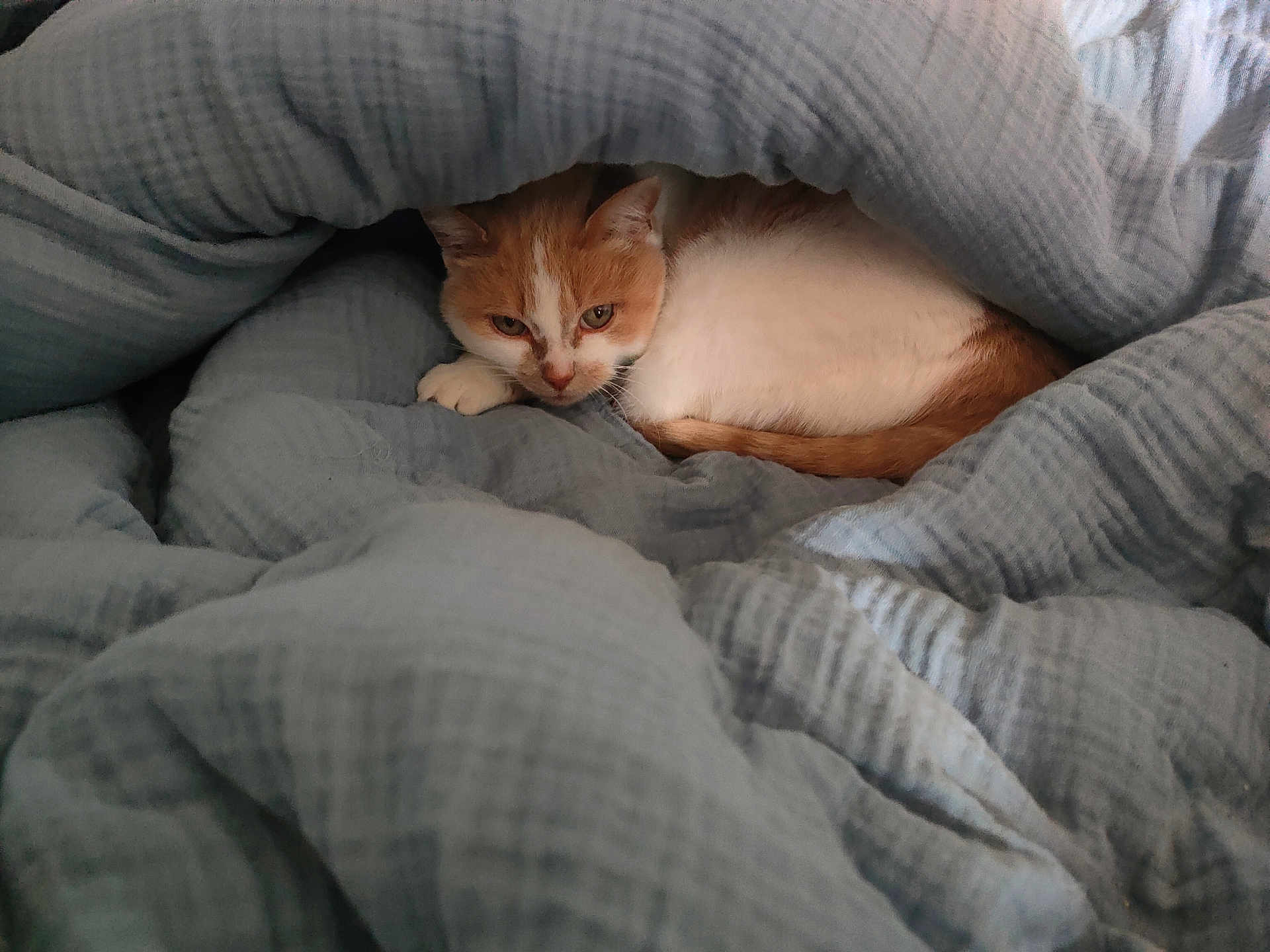 Kebab participe au concours pour gagner de l'argent avec cette photo : cat, orange_cat, white_cat, blanket, blue_blanket, cozy, sleepy, indoor, pet, fur, resting, comfort, cute, animal, domestic_cat, snuggled, warm, relaxed, soft_texture, hidden