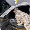 Winnie is registered to the contest to win money with this photo: armrest, canine, car_interior, collar, dashboard, dog, door_panel, flash_photo, furry, leather_seat, looking_out, night, passenger_seat, paw, pet, rearview_mirror, road_trip, travel, window, window_glass