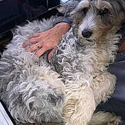 Winnie joined the competition — help win amazing prizes! close_up, companion, cozy, curly_fur, desk, dog, furniture, gray_fur, human_hand, indoor, lap, nails, paper, paw, pet, portrait, relaxed, ring, snout, white_fur