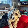 blanket, carpet, couch, cozy, curtain, dog, framed_photo, fur, indoor, kids_toy, living_room, pet_dog, pillow, plush, red_sofa, relaxed, stuffed_toy, television, window, wooden_table