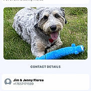 Winnie is registered to the contest to win money with this photo: app_ui, blue_toy, contact_card, dog, fur, grass, green_button, mobile_screenshot, name_label, outdoor, pet, phone_icon, playful, portrait, profile_photo, red_banner, relaxed, smiling, tongue_out, toy