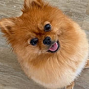 Fifille participe au concours pour gagner de l'argent avec cette photo : dog, pomeranian, fluffy, pet, cute, happy, tongue_out, indoor, wooden_floor, small_dog, fur, animal, companion, looking_up, friendly, domestic, canine, adorable, smiling, portrait