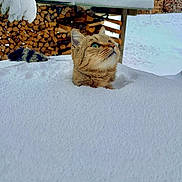 Lily participe au concours pour gagner de l'argent avec cette photo : cat, snow, winter, outdoor, tabby_cat, green_eyes, wooden_cabin, firewood, snowy_tree, animal, fur, nature, cold, curious, pet, tail, background, snow_cover, daylight, rural