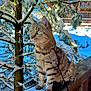 Lily a rejoint le concours — aidez-le/la à gagner de superbes lots ! cat, tabby, snow, winter, tree, wooden_railing, outdoor, green_eyes, animal, pet, nature, frozen, fur, paw_print, building, daylight, leash, branches, quiet, serene