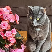 Sweety participe au concours pour gagner de l'argent avec cette photo : abyssinian, animal, art, carnation, cat, couch, floraldesign, flower, flowerarrangement, flowerbouquet, furniture, geranium, graphics, ikebana, manx, peony, pet, petal, plant, rose