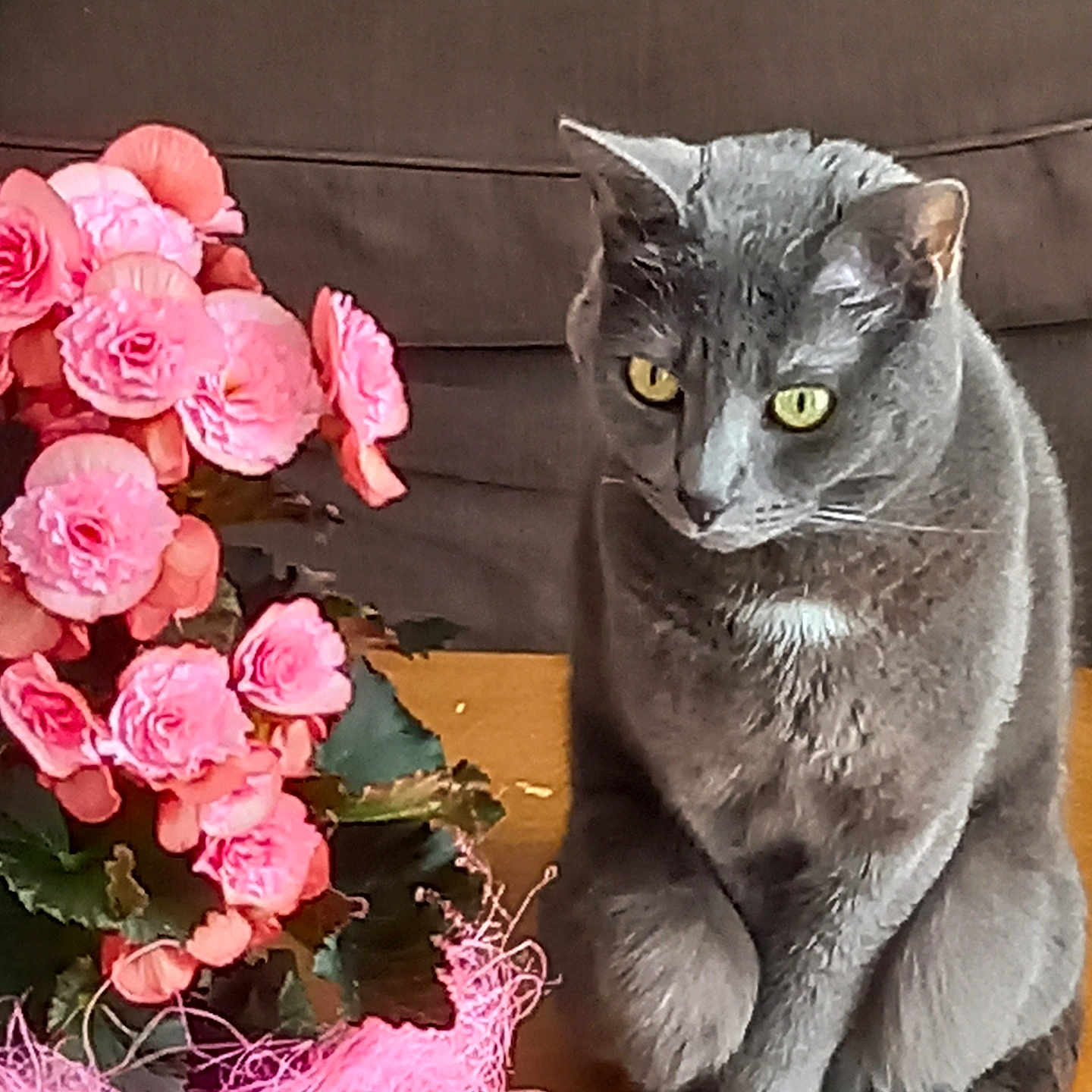 Sweety participe au concours pour gagner de l'argent avec cette photo : abyssinian, animal, art, carnation, cat, couch, floraldesign, flower, flowerarrangement, flowerbouquet, furniture, geranium, graphics, ikebana, manx, peony, pet, petal, plant, rose