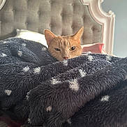 Diavo is registered to the contest to win money with this photo: cat, orange_cat, blanket, bed, headboard, cozy, furry, indoor, resting, comfort, pet, animal, feline, soft, tufted, fabric, relaxed, warm, nap, cute