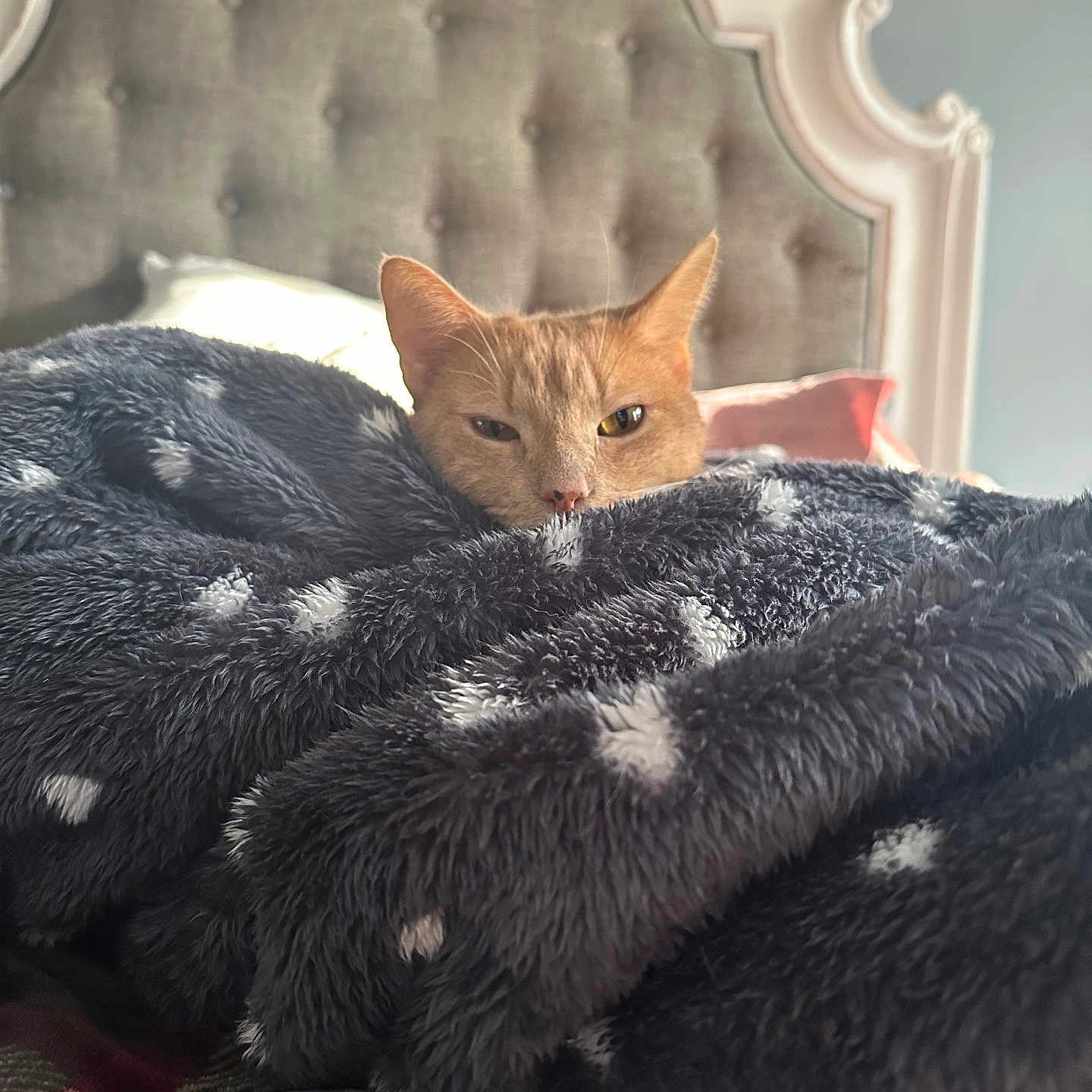 Diavo is registered to the contest to win money with this photo: animal, bed, blanket, cat, comfort, cozy, cute, fabric, feline, furry, headboard, indoor, nap, orange_cat, pet, relaxed, resting, soft, tufted, warm