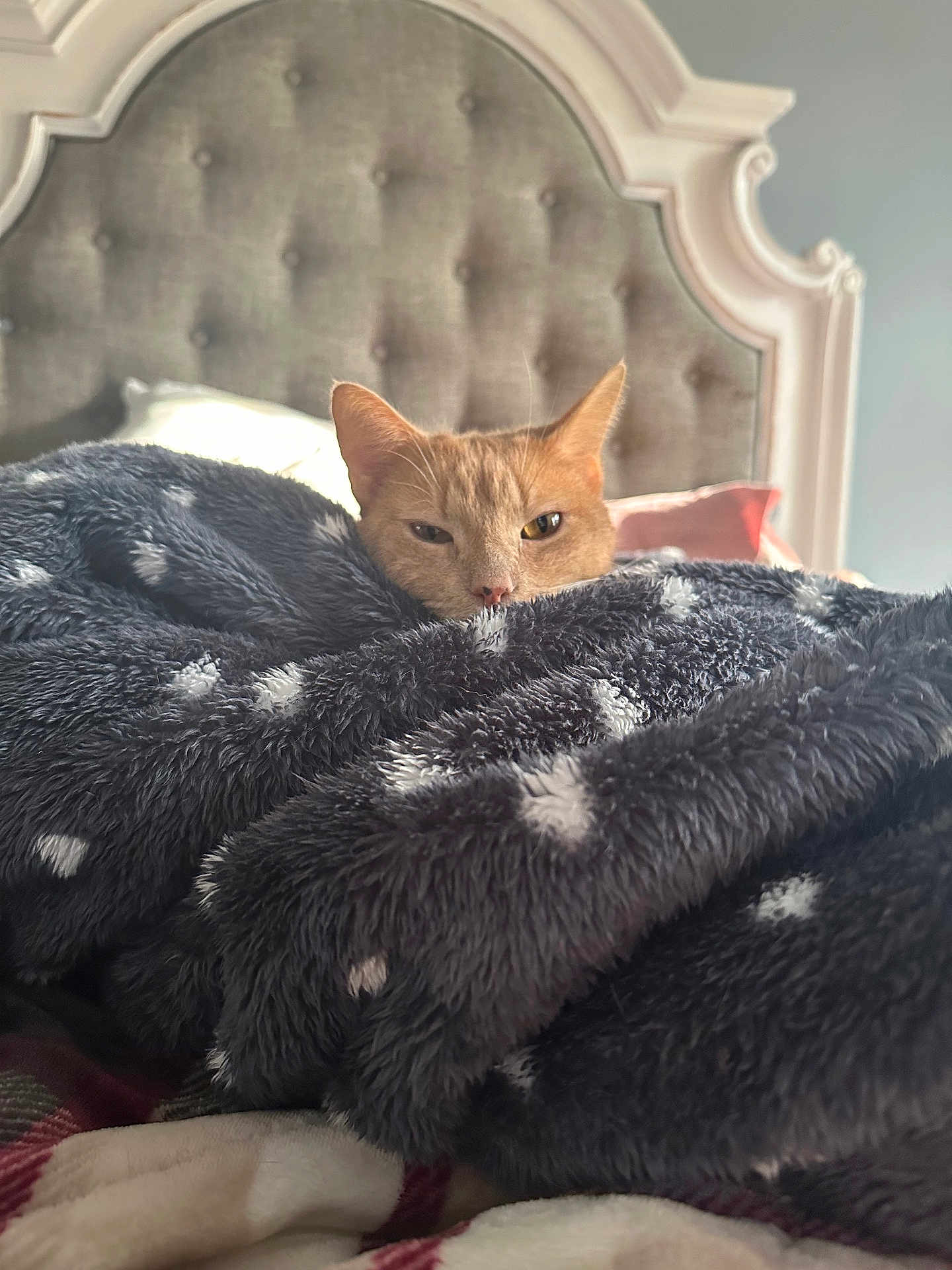 Diavo is registered to the contest to win money with this photo: cat, orange_cat, blanket, bed, headboard, cozy, furry, indoor, resting, comfort, pet, animal, feline, soft, tufted, fabric, relaxed, warm, nap, cute