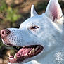 dog, white_dog, blue_eyes, mouth_open, teeth, tongue, close_up, profile, outdoor, nature, animal, pet, fur, canine, happy, sunlight, ears, snout, nose, whiskers
