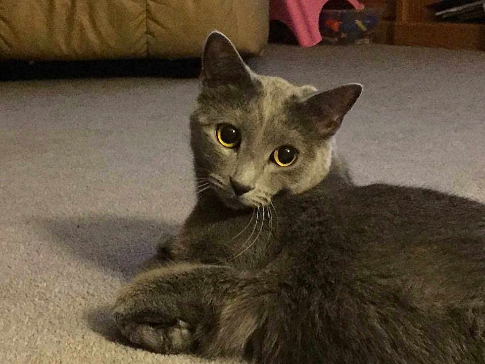 Beau