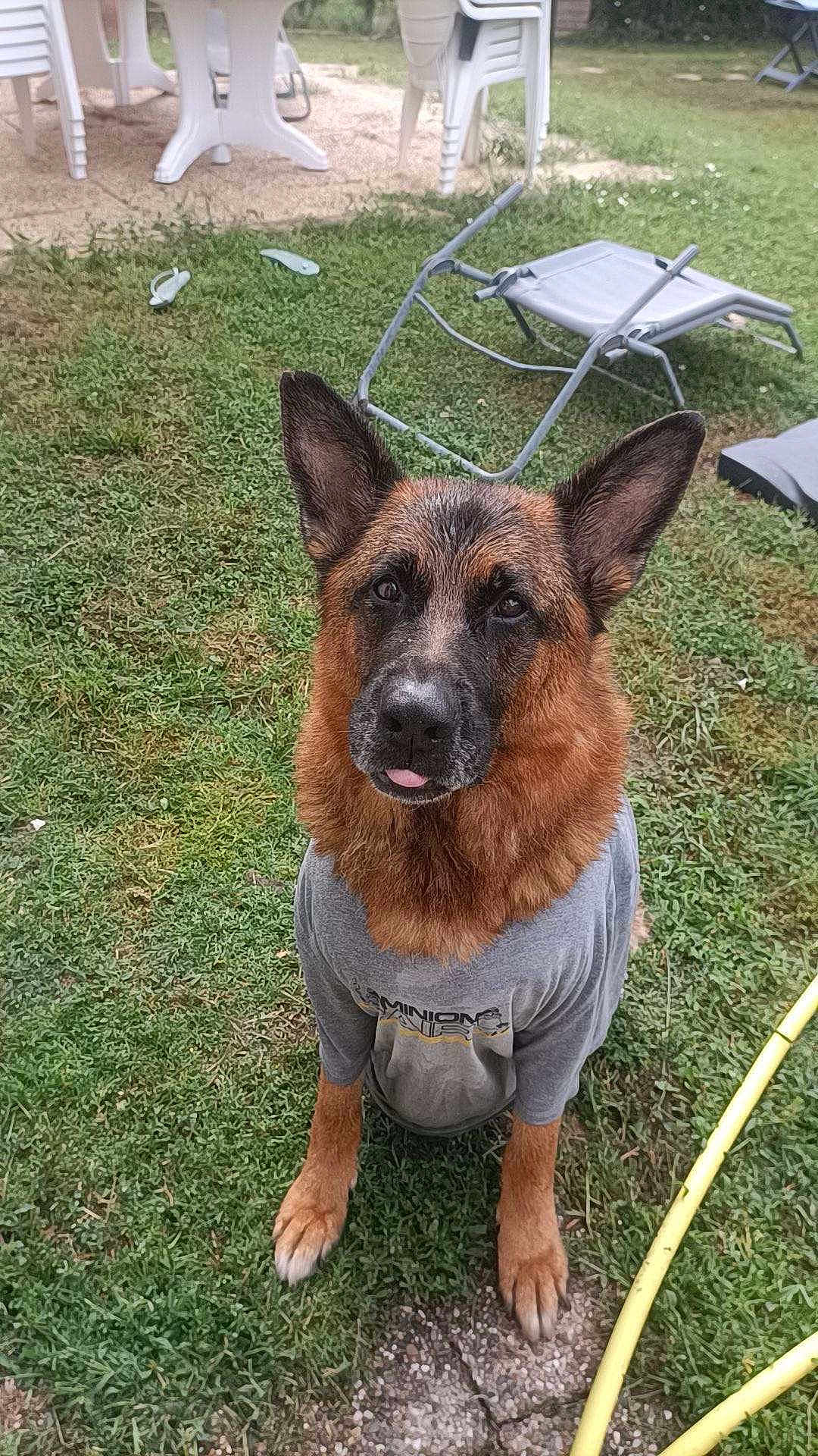 Minos participe au concours pour gagner de l'argent avec cette photo : dog, german_shepherd, grass, tshirt, outdoor, pet, animal, ears, tongue, chair, plastic_chair, lawn, backyard, casual, playful, sitting, fur, muzzle, leisure, relaxed