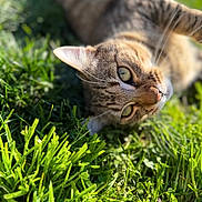 Frijol is registered to the contest to win money with this photo: animal, cat, close_up, cute, daylight, domestic_animal, eye, feline, fur, grass, greenery, lying_down, mammal, nature, outdoor, pet, relaxed, sunlight, tabby_cat, whiskers
