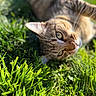 animal, cat, close_up, cute, daylight, domestic_animal, eye, feline, fur, grass, greenery, lying_down, mammal, nature, outdoor, pet, relaxed, sunlight, tabby_cat, whiskers