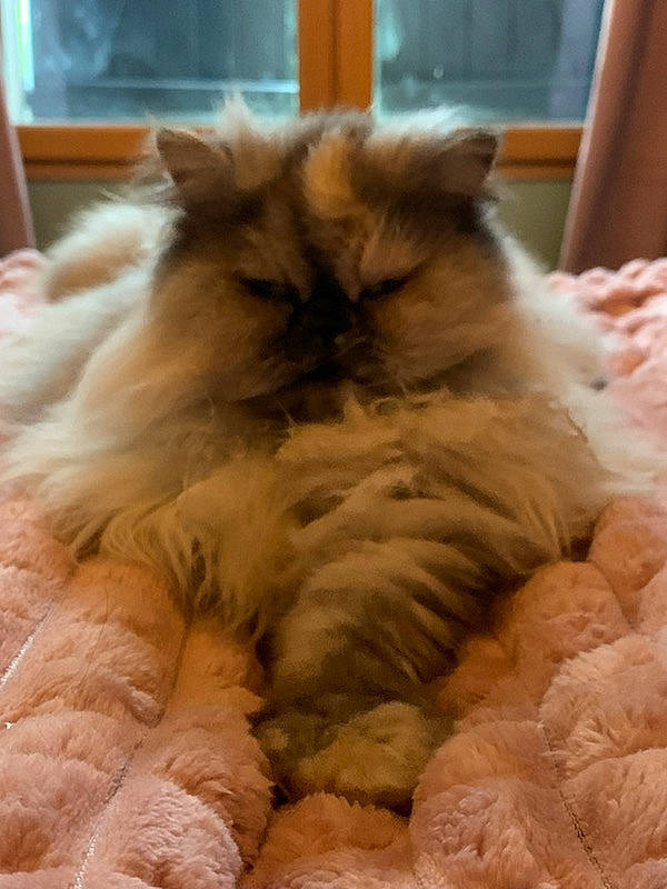 Wendy participe au concours pour gagner de l'argent avec cette photo : carnivore, cat, comfort, companion_dog, fawn, felidae, fur, ragdoll, selkirk_rex, small_to_medium_sized_cats, snout, terrestrial_animal, whiskers, working_animal