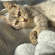 Milo participe au concours pour gagner de l'argent avec cette photo : cat, feline, pet, animal, close_up, lying_down, blanket, soft_texture, whiskers, paw, fur, relaxation, sunlight, indoor, cute, cozy, sleepy, portrait, domestic_animal, resting