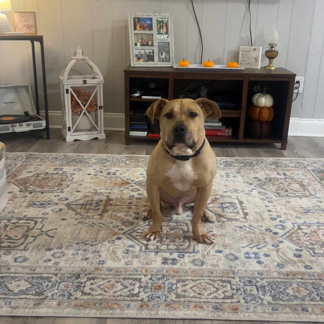 Jax joined the competition — help win amazing prizes! animal, architecture, building, canine, computerhardware, dog, electronics, entertainmentcenter, furniture, hardware, hardwood, indoors, interiordesign, livingroom, monitor, pet, room, screen, tv, wood