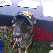 Windy is registered to the contest to win money with this photo: dog, german_shepherd, hat, grass, outdoor, table, papers, smiling, pet, animal, canine, friendly, leash, sitting, daylight, nature, happy, muzzle, ears, tongue