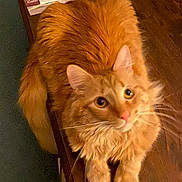 Bubba joined the competition — help win amazing prizes! animal, cat, close_up, curious, cute, domestic_cat, ears, feline, fluffy, fur, indoor, looking_up, notebooks, orange_cat, papers, paws, pet, table, whiskers, wooden_table