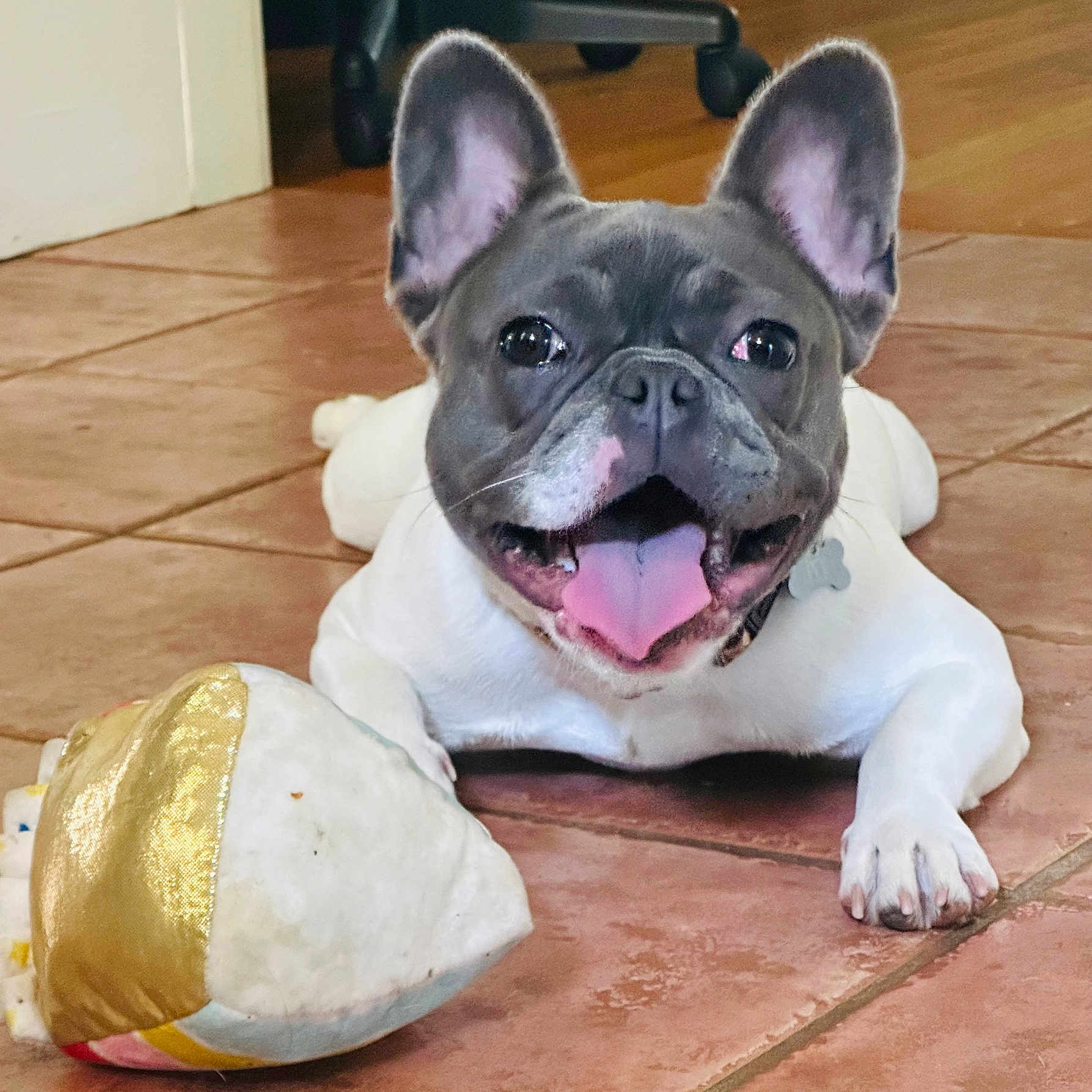 Ivy is registered to the contest to win money with this photo: animal, ball, boxer, bulldog, canine, dog, football, frenchbulldog, hardwood, pet, pitbull, puppy, soccer, soccerball, sport, whitedog, wood
