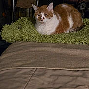 Randy is registered to the contest to win money with this photo: cat, orange_cat, white_cat, pet, feline, indoor, bed, blanket, green_blanket, fur, animal, resting, sleepy, cozy, domestic, mammal, comfort, household, cute, relaxed