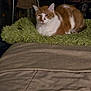 cat, orange_cat, white_cat, pet, feline, indoor, bed, blanket, green_blanket, fur, animal, resting, sleepy, cozy, domestic, mammal, comfort, household, cute, relaxed