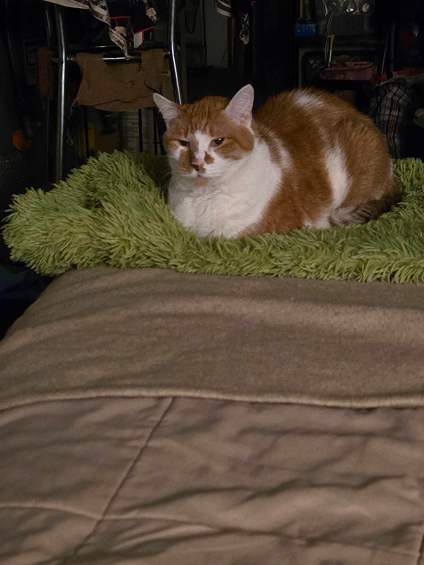 Randy is registered to the contest to win money with this photo: cat, orange_cat, white_cat, pet, feline, indoor, bed, blanket, green_blanket, fur, animal, resting, sleepy, cozy, domestic, mammal, comfort, household, cute, relaxed