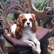 Lilou participe au concours pour gagner de l'argent avec cette photo : dog, cavalier_king_charles_spaniel, pet, wooden_chair, carved_wood, cushion, outdoor, greenery, plants, wooden_floor, decor, animal, portrait, relaxed, sitting, brown_and_white, ears, face, eyes, nature