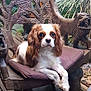 dog, cavalier_king_charles_spaniel, pet, wooden_chair, carved_wood, cushion, outdoor, greenery, plants, wooden_floor, decor, animal, portrait, relaxed, sitting, brown_and_white, ears, face, eyes, nature