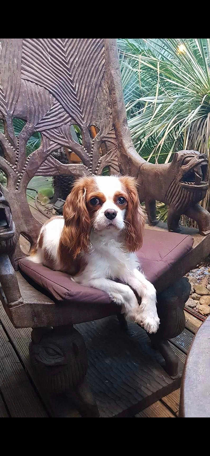 Lilou participe au concours pour gagner de l'argent avec cette photo : dog, cavalier_king_charles_spaniel, pet, wooden_chair, carved_wood, cushion, outdoor, greenery, plants, wooden_floor, decor, animal, portrait, relaxed, sitting, brown_and_white, ears, face, eyes, nature