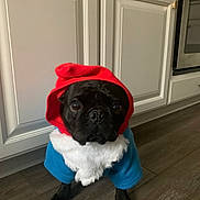 Norman joined the competition — help win amazing prizes! animal, black_dog, blue_outfit, cabinets, canine, companion, costume, cute, dog, domestic_animal, floor, hood, indoor, kitchen, looking_up, pet, portrait, red_hood, small_dog, wood_floor