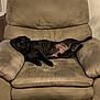 Norman joined the competition — help win amazing prizes! animal, black_dog, canine, chair, comfortable, cozy, cute, dog, domestic, furniture, home, household, indoor, laying_down, living_room, looking, pet, recliner, relaxed, resting