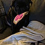 Norman joined the competition — help win amazing prizes! animal, black_dog, blanket, comfort, couch, cozy, cute, dog, ears, eyes, fur, home, indoor, nose, pet, pug, relaxed, sitting, soft, toy