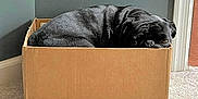 Norman is registered to the contest to win money with this photo: animal, black_dog, box, cardboard_box, carpet, companion, corner, cozy, cute, cute_pet, dog, domestic, indoor, pet, pug, relaxed, resting, sleepy, small_space, wall