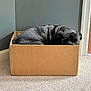 animal, black_dog, box, cardboard_box, carpet, companion, corner, cozy, cute, cute_pet, dog, domestic, indoor, pet, pug, relaxed, resting, sleepy, small_space, wall
