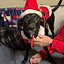 Wylee joined the competition — help win amazing prizes! animal, black_dog, blanket, canine, celebration, christmas, costume, couch, cute, dog, festive, funny, hand, holiday, indoor, person, pet, santa_hat, santa_outfit, winter