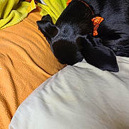 Wylee joined the competition — help win amazing prizes! animal, bed, black_dog, blanket, closeup, cozy, cute, dog, domestic_animal, ear, fabric, fur, indoor, orange_collar, pet, pillow, relaxation, resting, sleeping, soft_texture