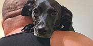 Wylee is registered to the contest to win money with this photo: affection, animal, back, bald_head, black_dog, bond, calm, close_up, companion, dog, friendship, head, human, indoor, person, pet, resting, shoulder, skin, tank_top