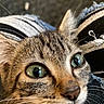 Teddy is registered to the contest to win money with this photo: abyssinian, animal, cat, kitten, manx, ocelot, pet, siamese