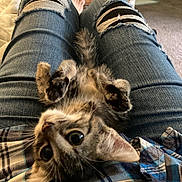 Teddy joined the competition — help win amazing prizes! adult, animal, architecture, building, cat, clothing, couch, cushion, furniture, homedecor, indoors, jeans, kitten, linen, male, man, manx, pants, person, pet