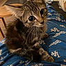 Teddy joined the competition — help win amazing prizes! abyssinian, animal, bed, bedroom, blanket, cat, chair, couch, cushion, furniture, homedecor, indoors, kitten, manx, person, pet, quilt, room, sleeping