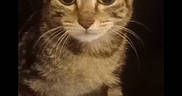 Teddy is registered to the contest to win money with this photo: abyssinian, animal, cat, egyptiancat, kitten, manx, pet