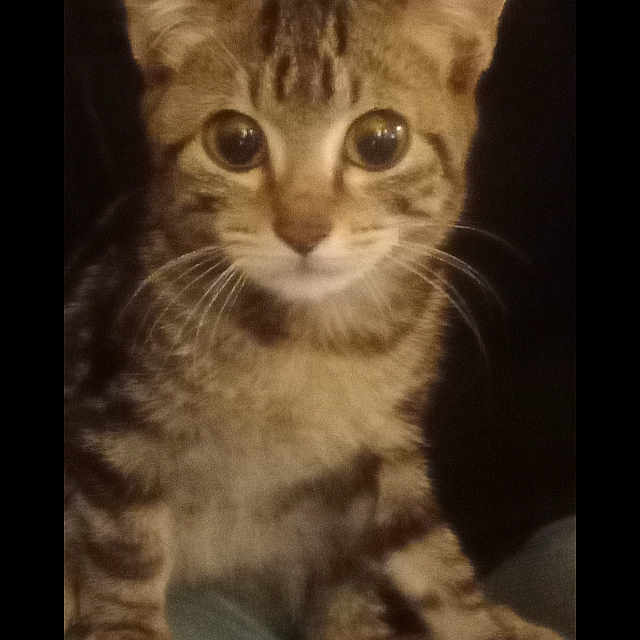 Teddy
