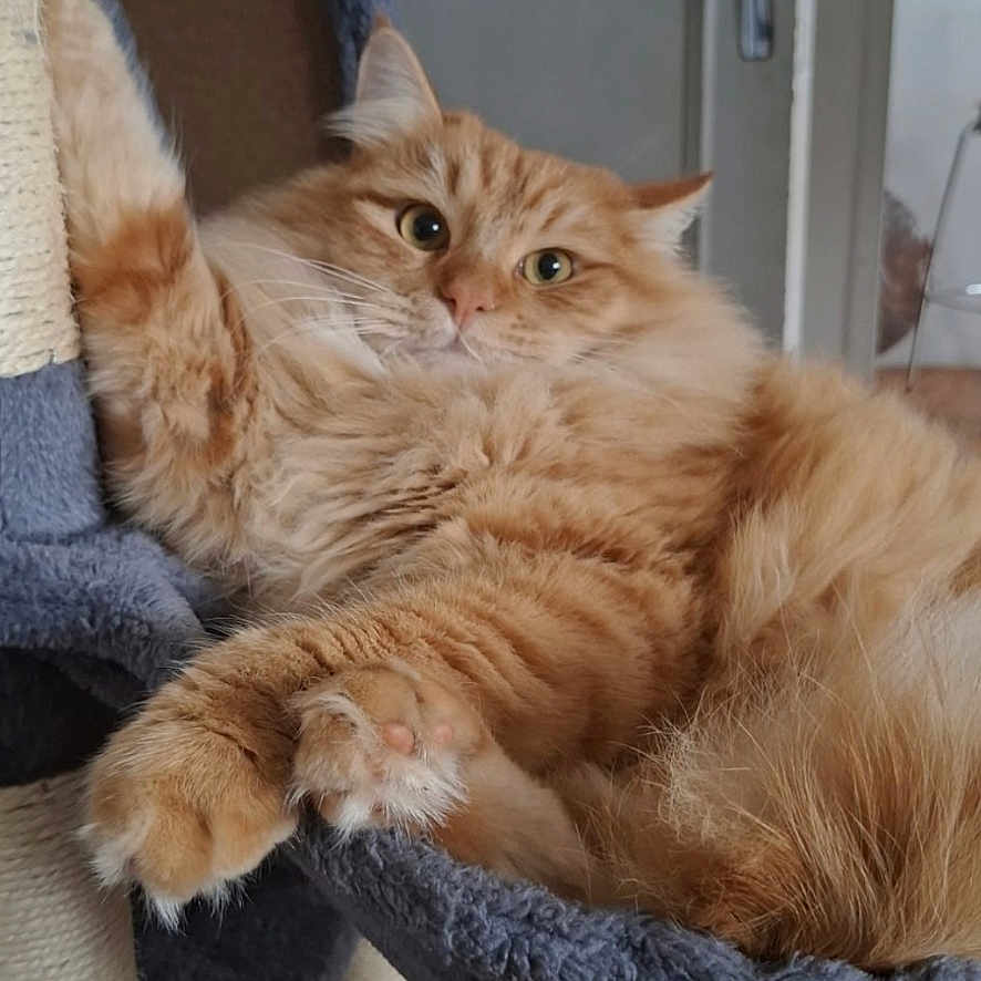 Pompon a rejoint le concours — aidez-le/la à gagner de superbes lots ! cat, orange_cat, fluffy, cat_tree, indoor, pet, relaxed, fur, animal, home, furniture, sleeping_area, paw, close_up, domestic_animal, cute, portrait, resting, whiskers, alert