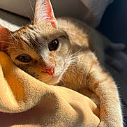 Melon is registered to the contest to win money with this photo: cat, orange_tabby, pet, animal, feline, sleepy, cozy, blanket, soft, sunlight, relaxation, whiskers, ears, paw, closeup, indoor, resting, cute, fur, comfort