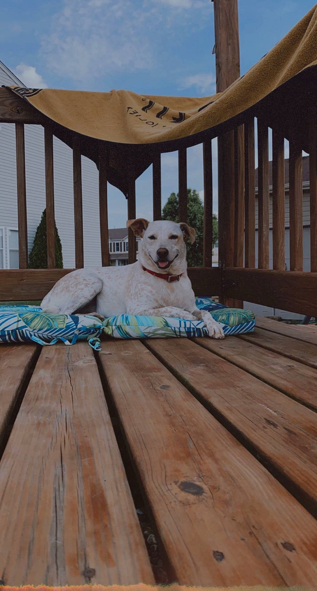 Corona is registered to the contest to win money with this photo: carnivore, cloud, companion_dog, deck, dog, dog_breed, fawn, floor, flooring, hardwood, leisure, outdoor_furniture, pet_supply, plank, porch, sky, stairs, tree, wood, wood_stain