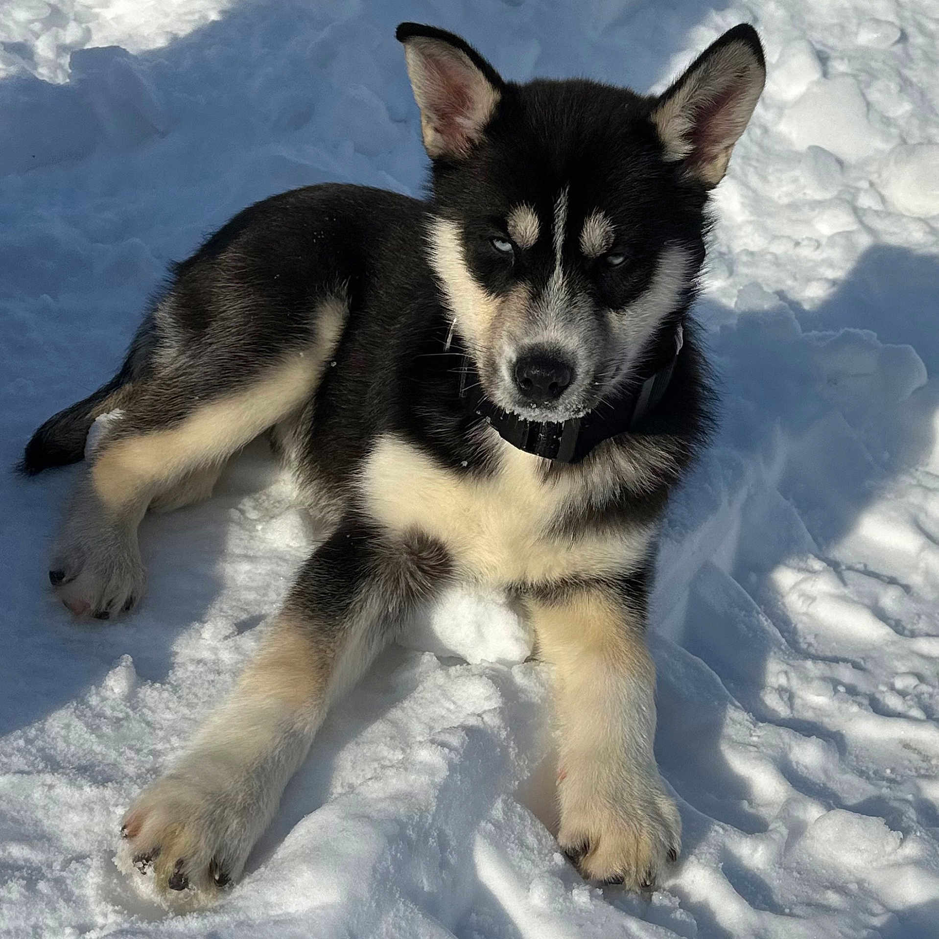 Oso joined the competition — help win amazing prizes! animal, canine, dog, eskimodog, germanshepherd, husky, nature, outdoors, pet, puppy, snout, snow, whitedog, winter