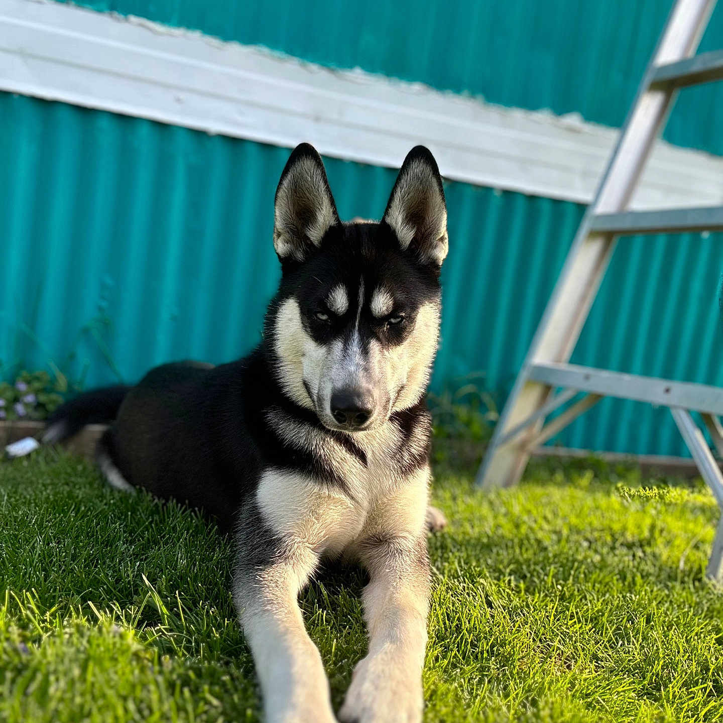Oso joined the competition — help win amazing prizes! animal, architecture, backyard, building, canine, dog, field, grass, grassland, green, husky, indoors, lawn, nature, outdoors, pet, plant, puppy, shelter, yard