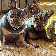 Hemi And Nay-Lah joined the competition — help win amazing prizes! dog, french_bulldog, pet, indoor, carpet, collar, animal, brown, gray, ears, cute, companions, box, curious, sitting, portrait, furniture, home, light, shadow